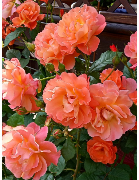 róża parkowa herbaciana westerland