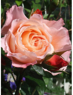 róże wielkokwiatowe AUGUSTA LUISE