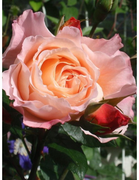 róże wielkokwiatowe AUGUSTA LUISE