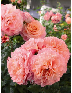 róże wielkokwiatowe AUGUSTA LUISE 2