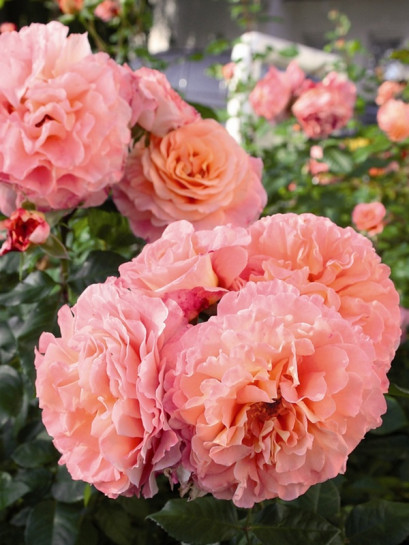 AUGUSTA LUISE róże wielkokwiatowe