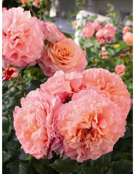 AUGUSTA LUISE róże wielkokwiatowe