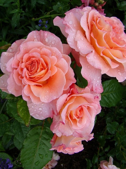 wielkokwiatowe róże AUGUSTA LUISE