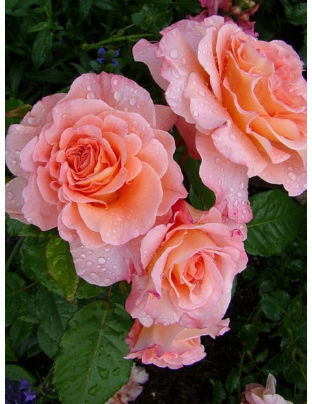 wielkokwiatowe róże AUGUSTA LUISE