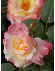 wielkokwiatowa róża AQUARELL 2