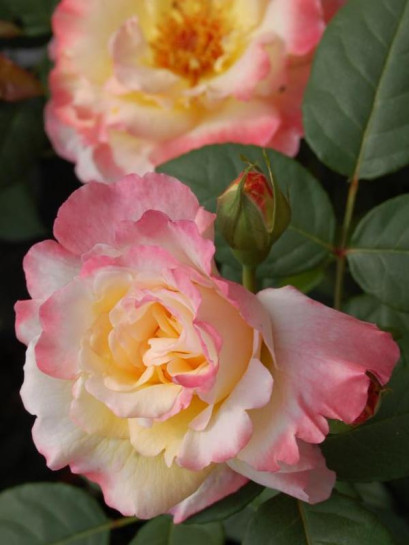 AQUARELL róża wielkokwiatowa