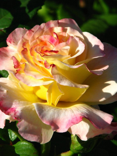 róża wielkokwiatowa AQUARELL