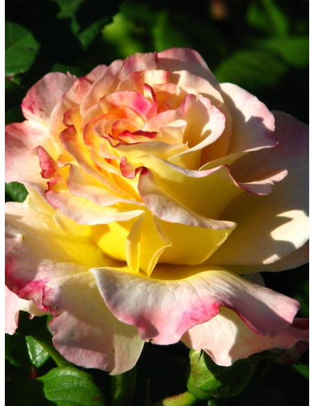 róża wielkokwiatowa AQUARELL