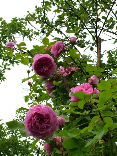 róża parkowa louise odier