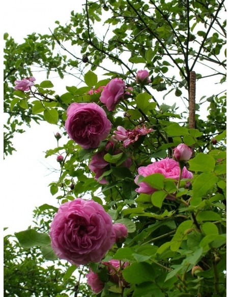 róża parkowa louise odier