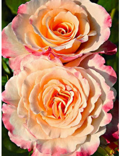 wielkokwiatowa róża AQUARELL