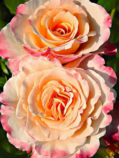 wielkokwiatowa róża AQUARELL