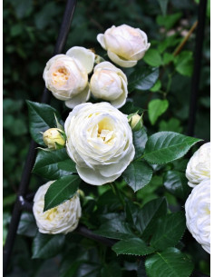 róża parkowa Artemis 2