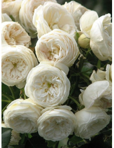 róża parkowa Artemis