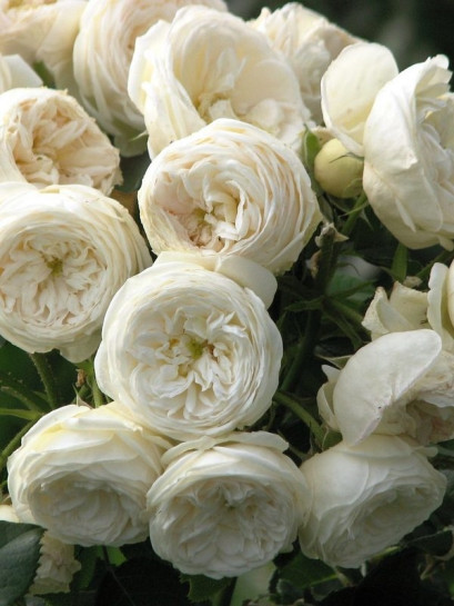 róża parkowa Artemis