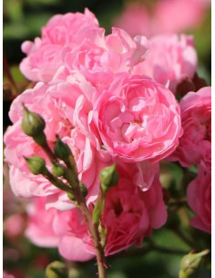 ASHAMED FAIRY - róża okrywowa