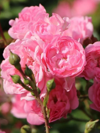 ASHAMED FAIRY - róża okrywowa