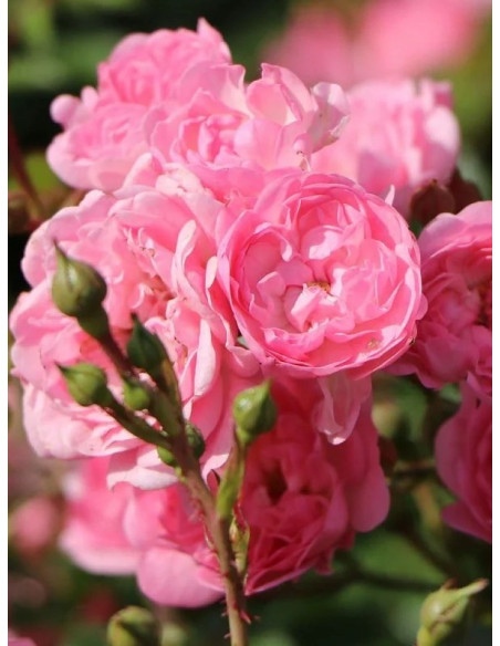 ASHAMED FAIRY - róża okrywowa