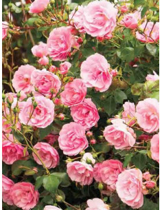 ASHAMED FAIRY - róża okrywowa 2