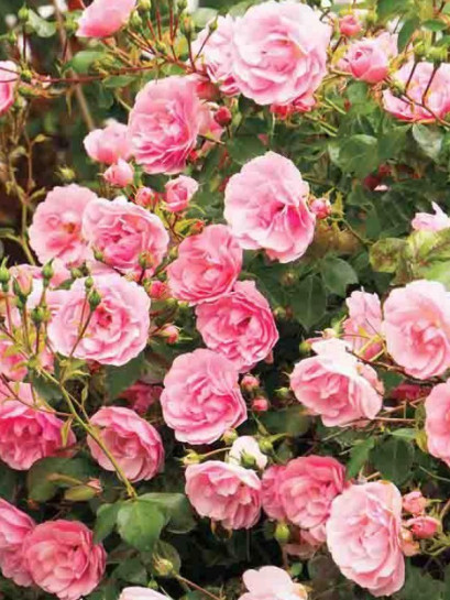 róża okrywowa ASHAMED FAIRY