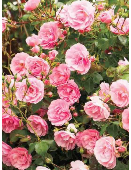 róża okrywowa ASHAMED FAIRY