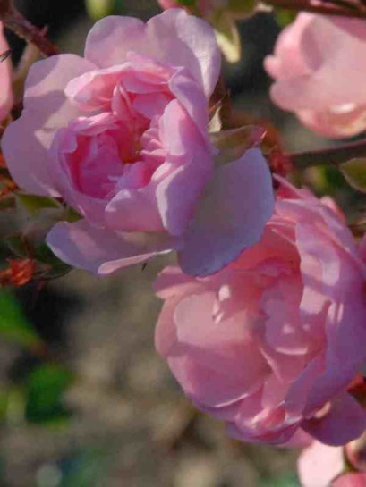 okrywowa róża ASHAMED FAIRY