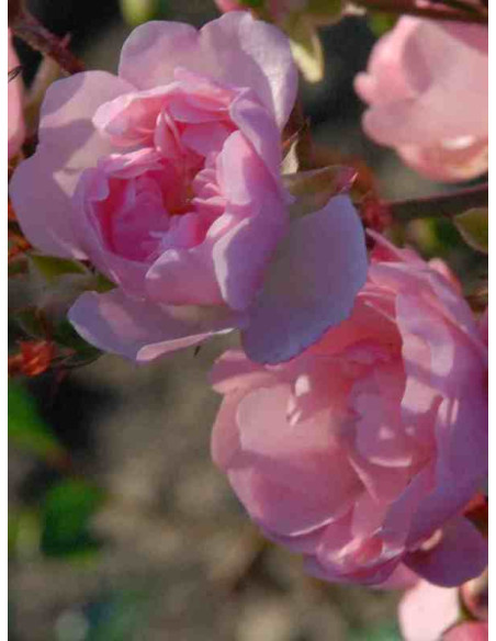 okrywowa róża ASHAMED FAIRY