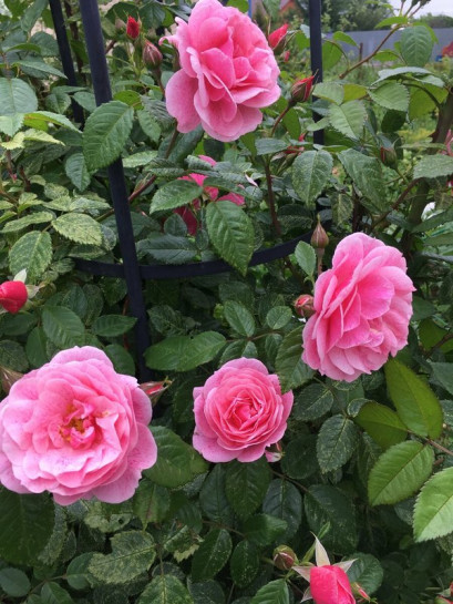 Róża pnąca Camelot