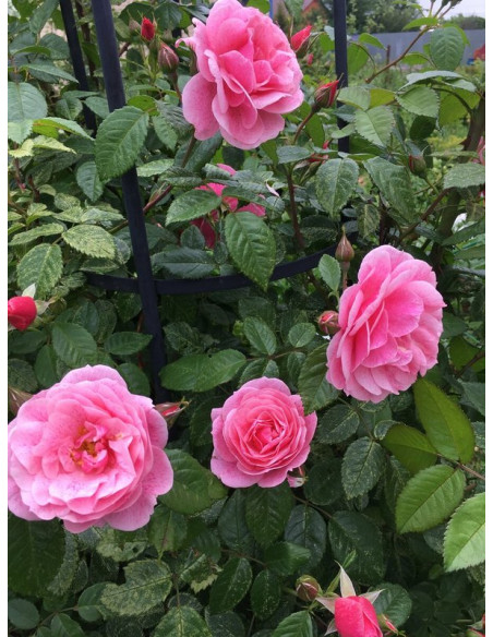 Róża pnąca Camelot