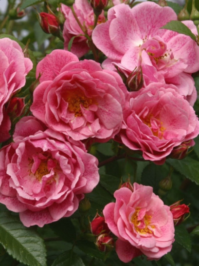 Camelot róża pnąca