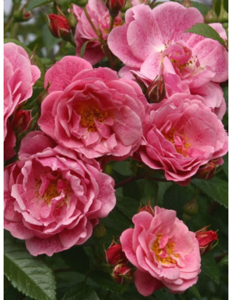 Camelot róża pnąca