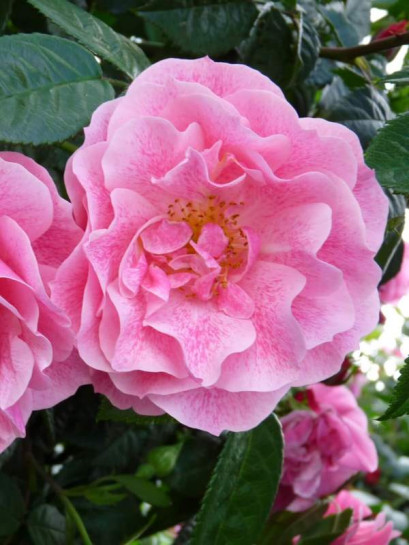 Pnąca róża Camelot