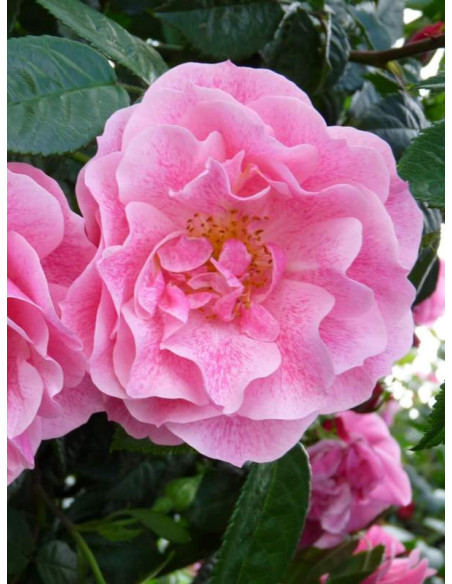 Pnąca róża Camelot