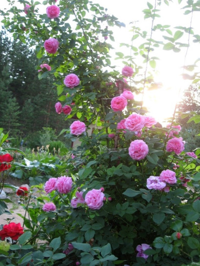 roze parkowe louise odier