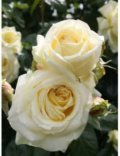 Pnąca róża Elfe 2