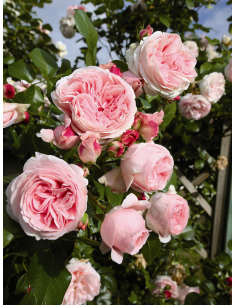 Giardina róża pnąca