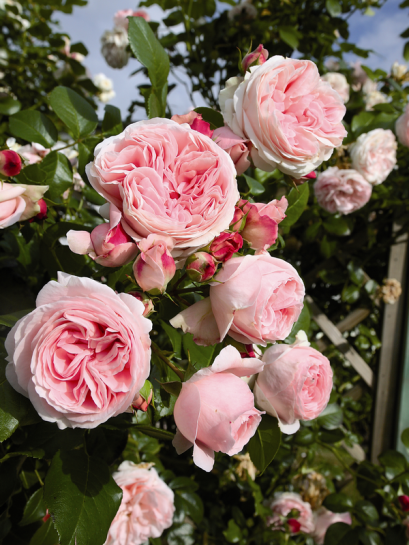 Giardina róża pnąca