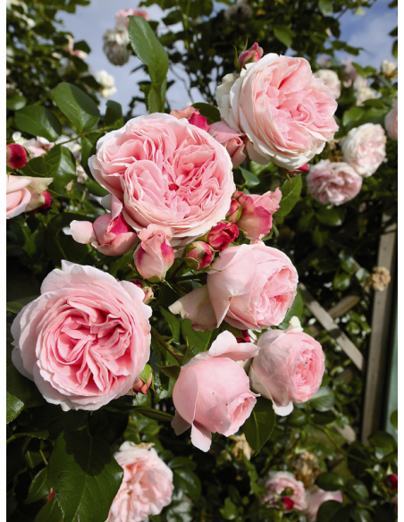 Giardina róża pnąca