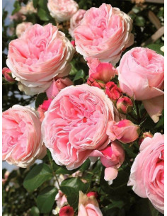 Giardina róża pnąca 2