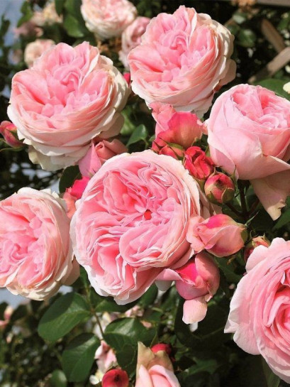 Róża pnąca Giardina