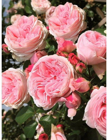 Róża pnąca Giardina