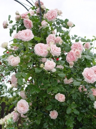 Pnąca róża Giardina