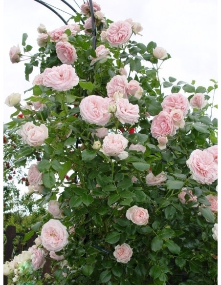 Pnąca róża Giardina