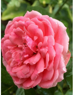 Rabatowa róża Kimono