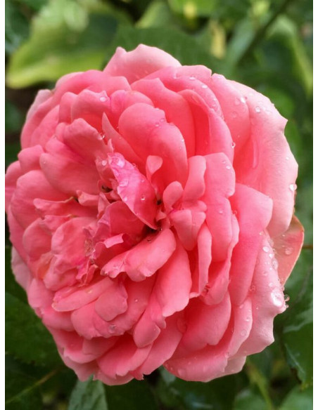 Rabatowa róża Kimono