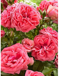 Rabatowa róża Kimono 2