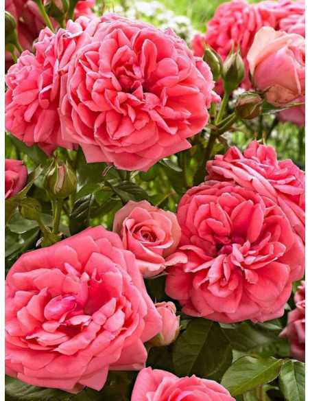 Kimono róża rabatowa