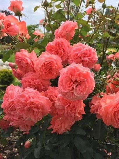 Róża rabatowa Kimono