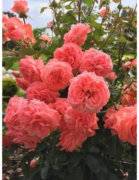 Róża rabatowa Kimono