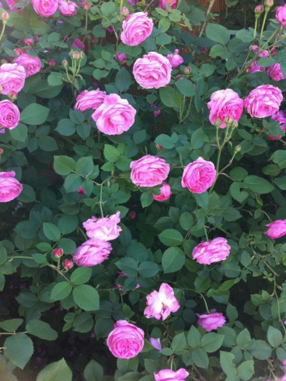 louise odier roze parkowe